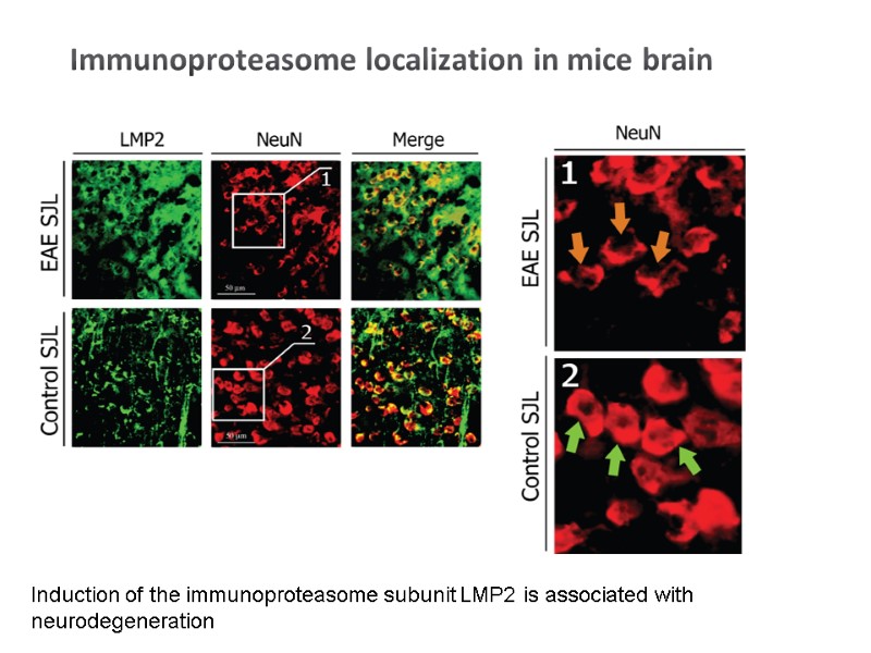 Immunoproteasome localization in mice brain Induction of the immunoproteasome subunit LMP2 is associated with